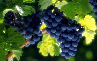 Готовим виноградную брагу в домашних условиях
