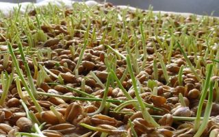 Как сделать брагу из пророщенной пшеницы в домашних условиях