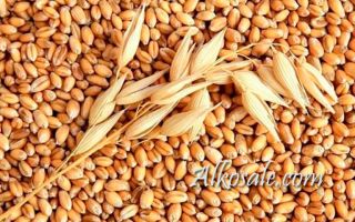 Брага на пшенице без дрожжей